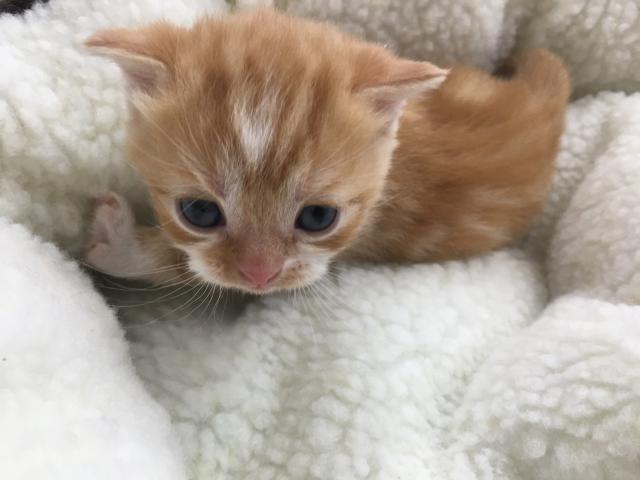 スコティッシュフォールド