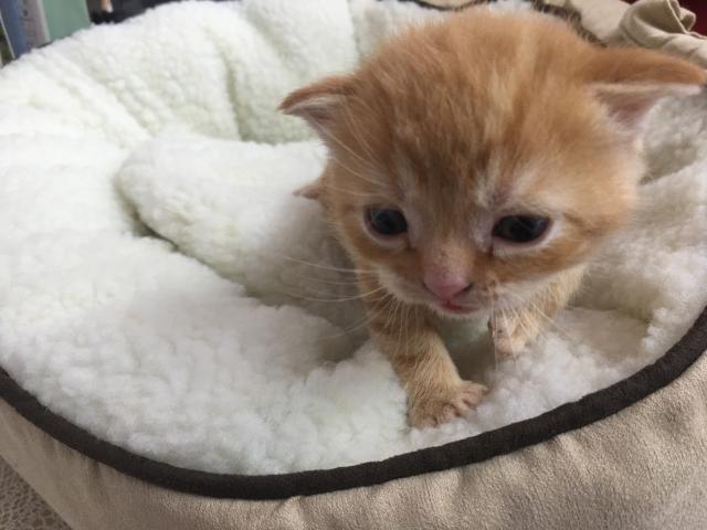 スコティッシュフォールド