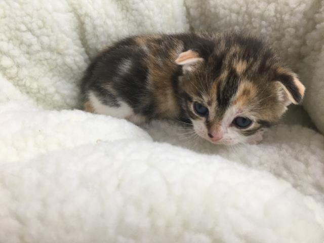 スコティッシュフォールド