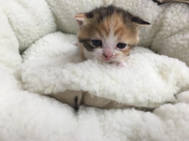 スコティッシュフォールド