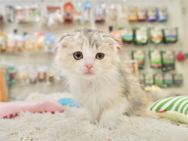 スコティッシュフォールド
