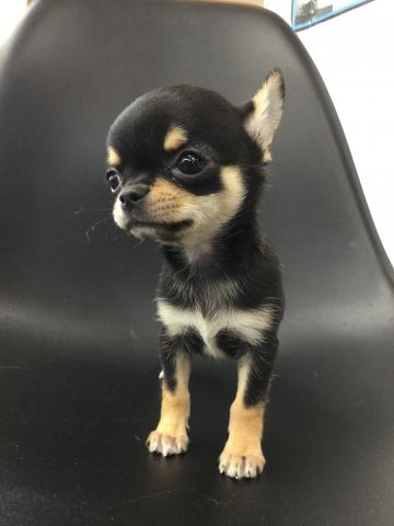 チワワ(スムースコート)