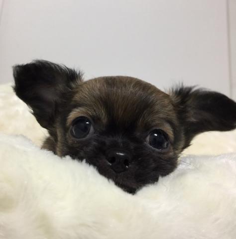 チワワ（ロングコート）