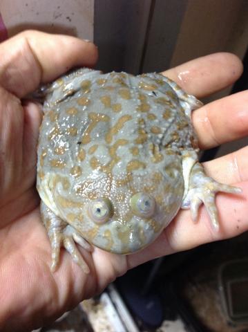 バジェットカエル