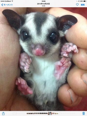 フクロモモンガ