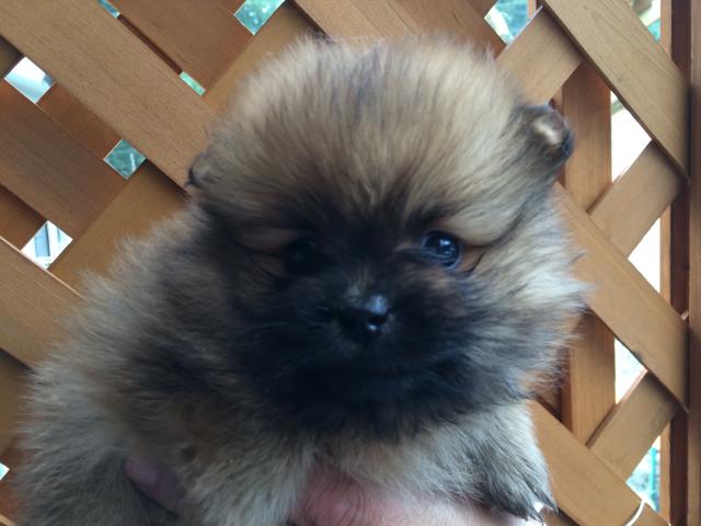 ポメラニアン
