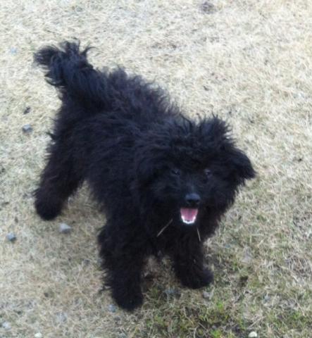 MIX通称(ポメプー)