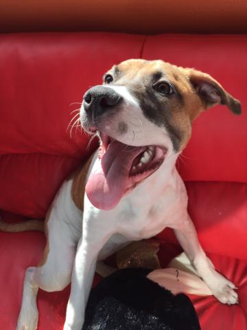 アメリカンピットブルテリア