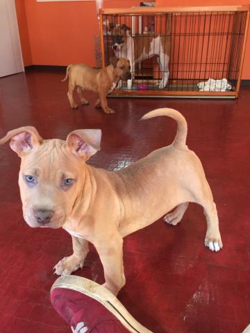 アメリカンピットブルテリア