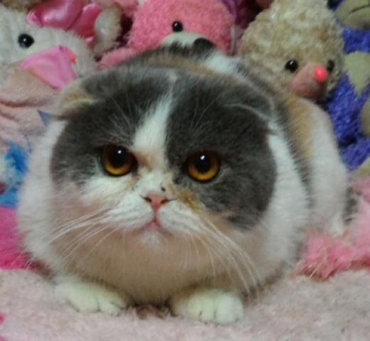 スコティッシュフォールド