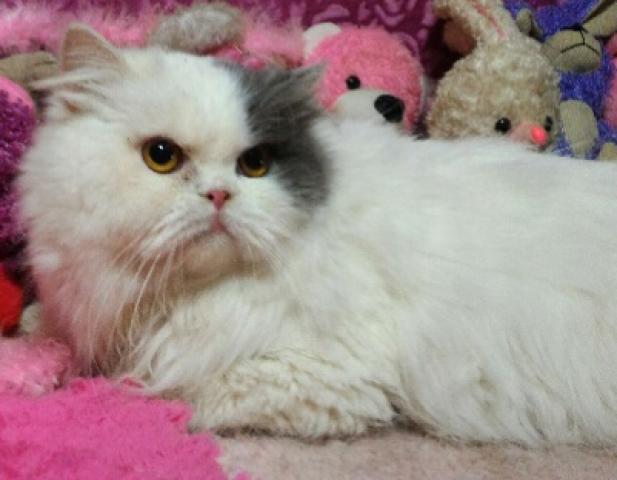 スコティッシュフォールド