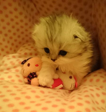 スコティッシュフォールド