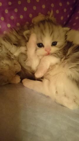 スコティッシュフォールド