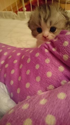 スコティッシュフォールド