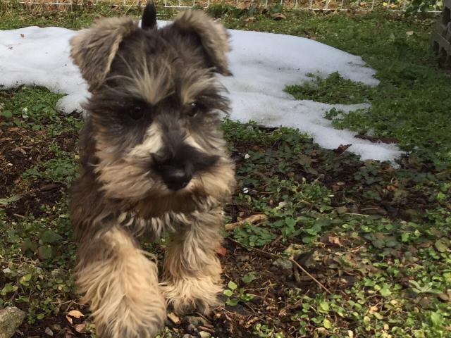 ミニチュアシュナウザー