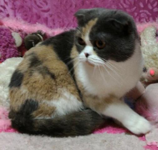 スコティッシュフォールド