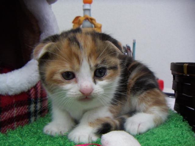 スコティッシュフォールド