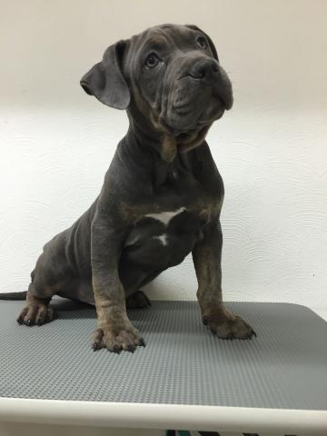 アメリカンピットブルテリア