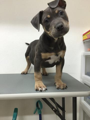 アメリカンピットブルテリア