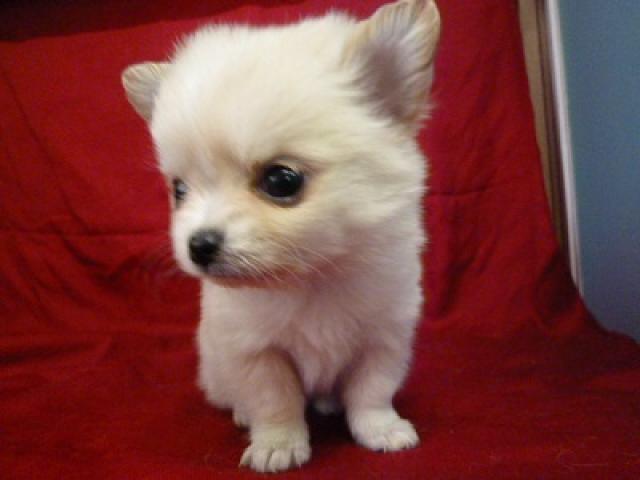 チワワ(ロングコート)