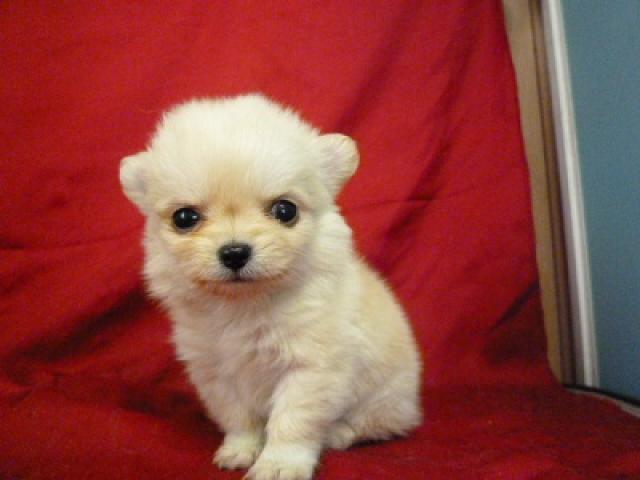 チワワ(ロングコート)