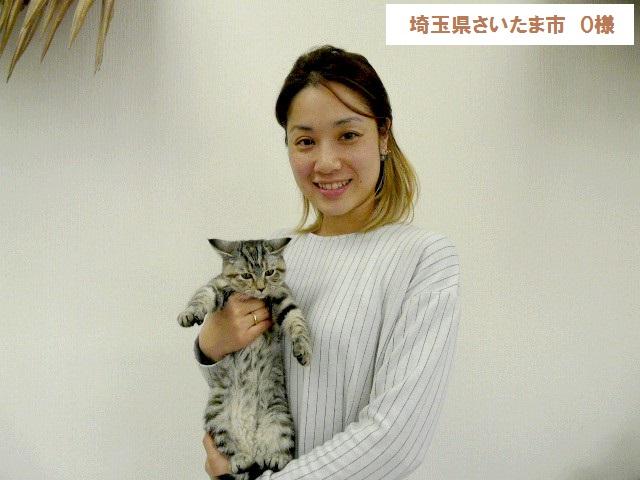 マンチカン