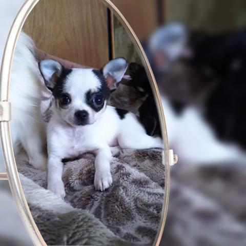 チワワ（スムースコート）