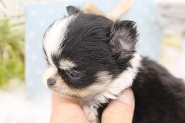 チワワ（ロングコート）