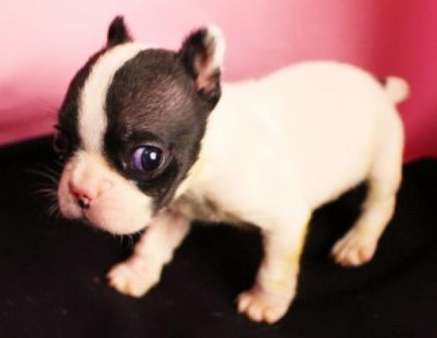 フレンチブルドッグ