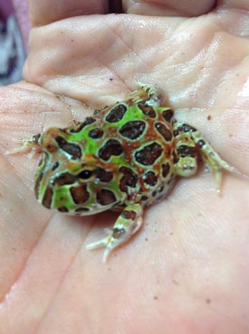 ベルツノガエル