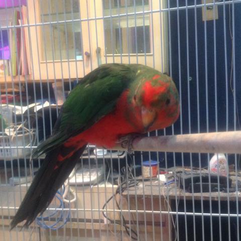 キンショウジインコ