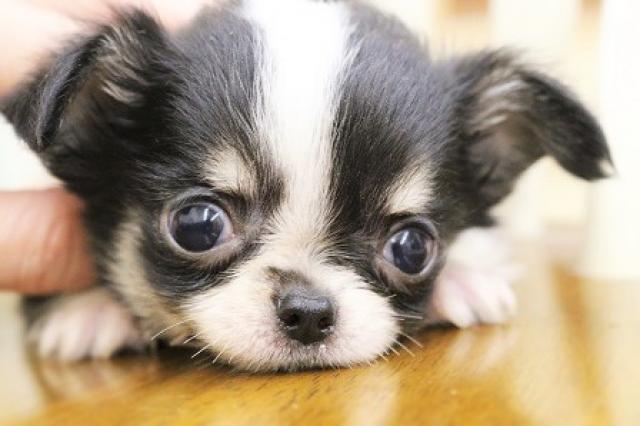 チワワ（ロングコート）