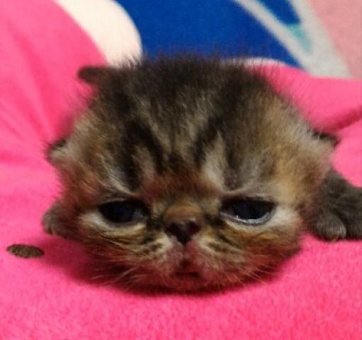 エキゾチックショートヘアー