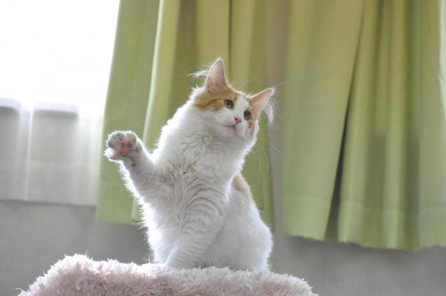 ノルウェージャンフォレストキャット