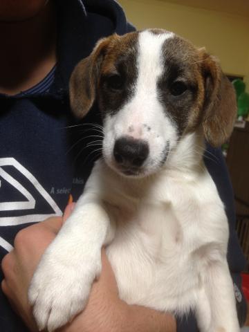 ジャックラッセルテリア