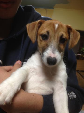 ジャックラッセルテリア