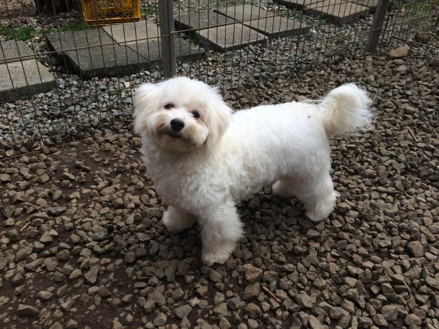 ビションフリーゼ