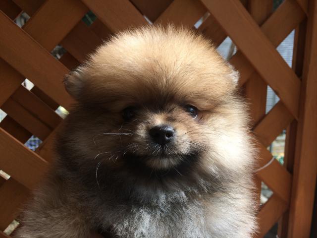 ポメラニアン