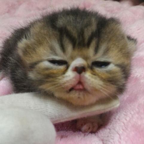 エキゾチックショートヘアー