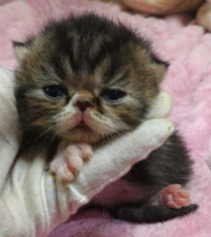 エキゾチックショートヘアー
