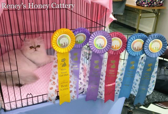 Reney's Honey Cattery