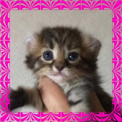 アメリカンカール