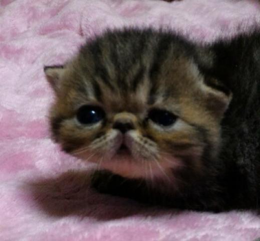 エキゾチックショートヘアー