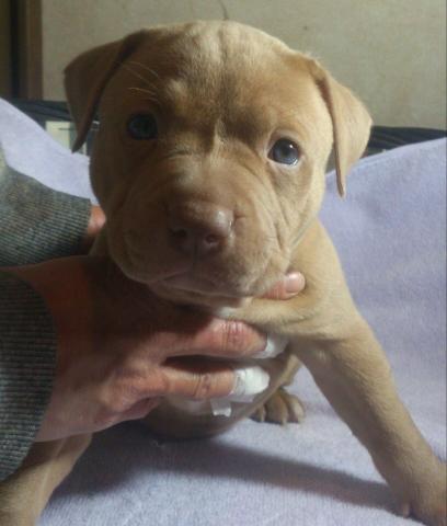 アメリカンピットブルテリア