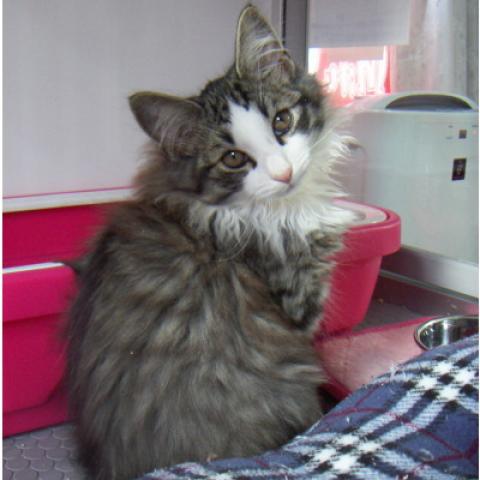 ノルウェージャンフォレストキャット