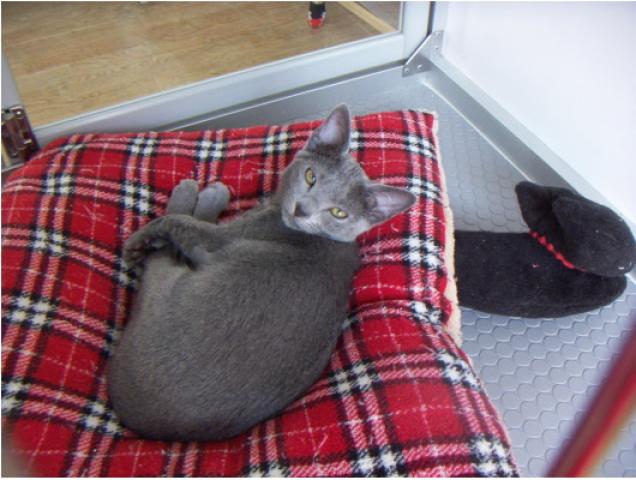 ロシアンブルー