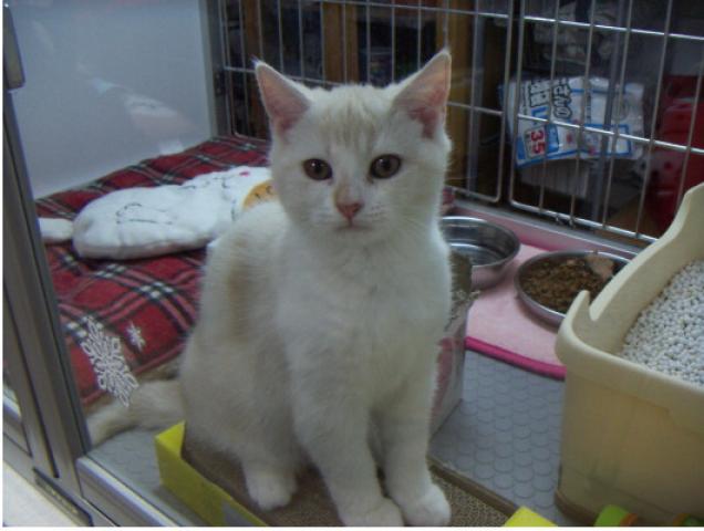 スコティッシュフォールド