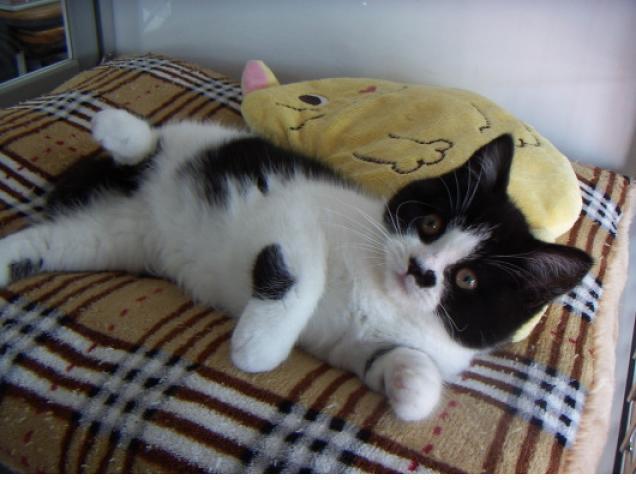 スコティッシュフォールド