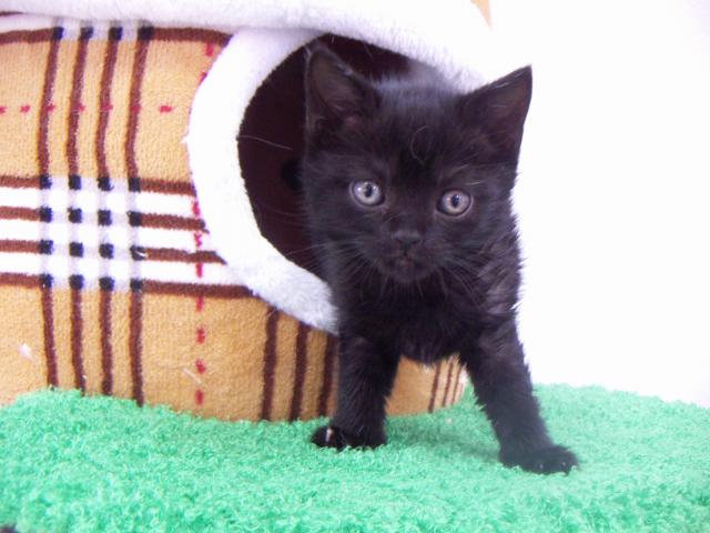 スコティッシュフォールド