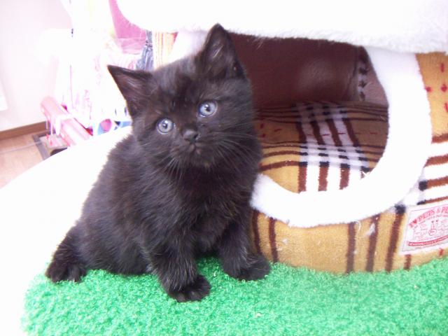 スコティッシュフォールド